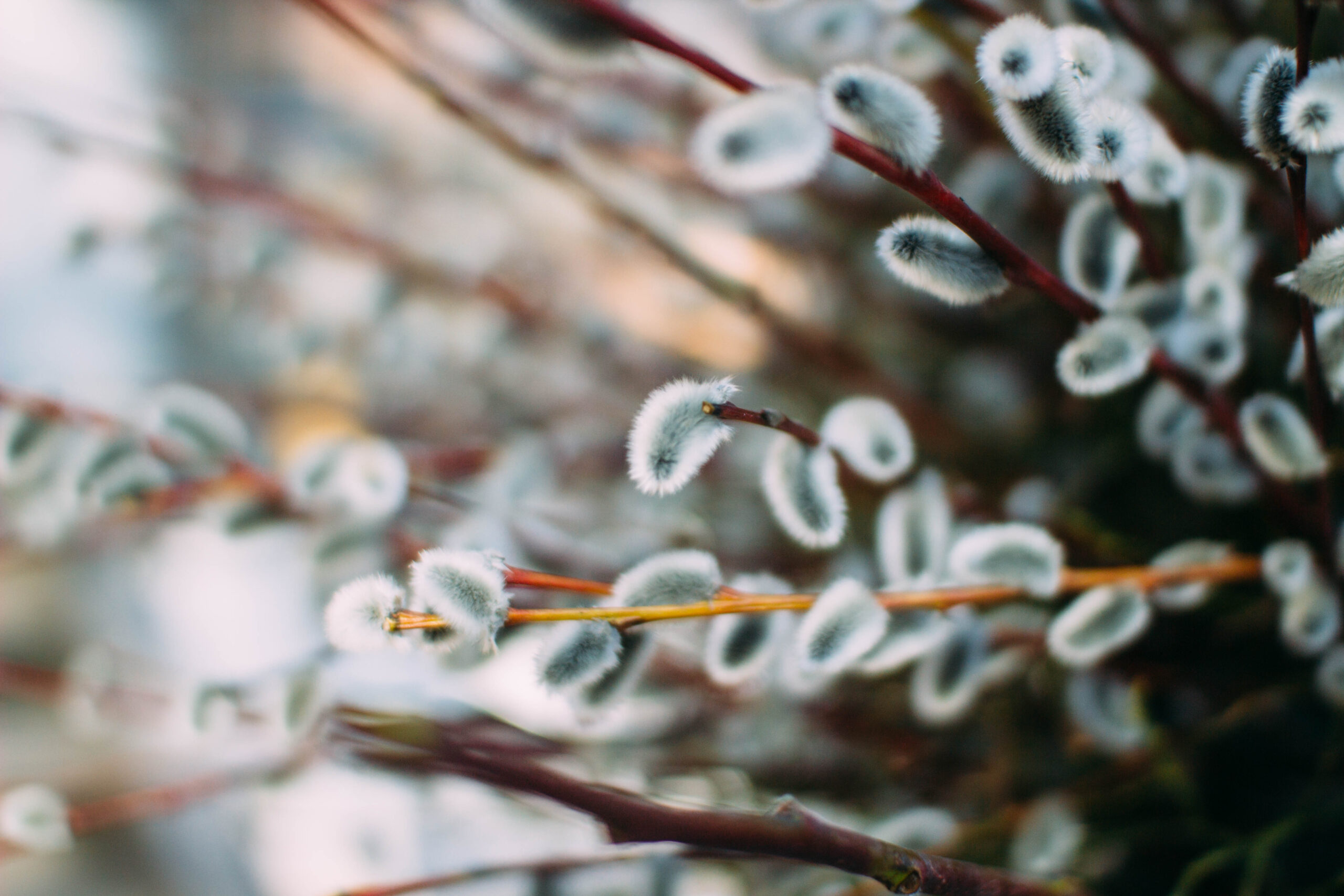 Lieldienu dievkalpojumi Siguldas novada dievnamos