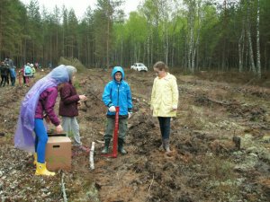 Laurenču sākumskolas skolēni stāda mežu