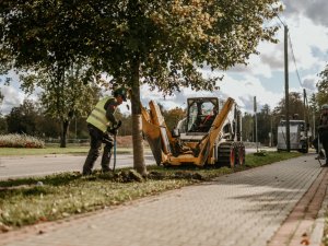 Ausekļa un Raiņa ielas pārbūves laikā gādāts par koku saglabāšanu